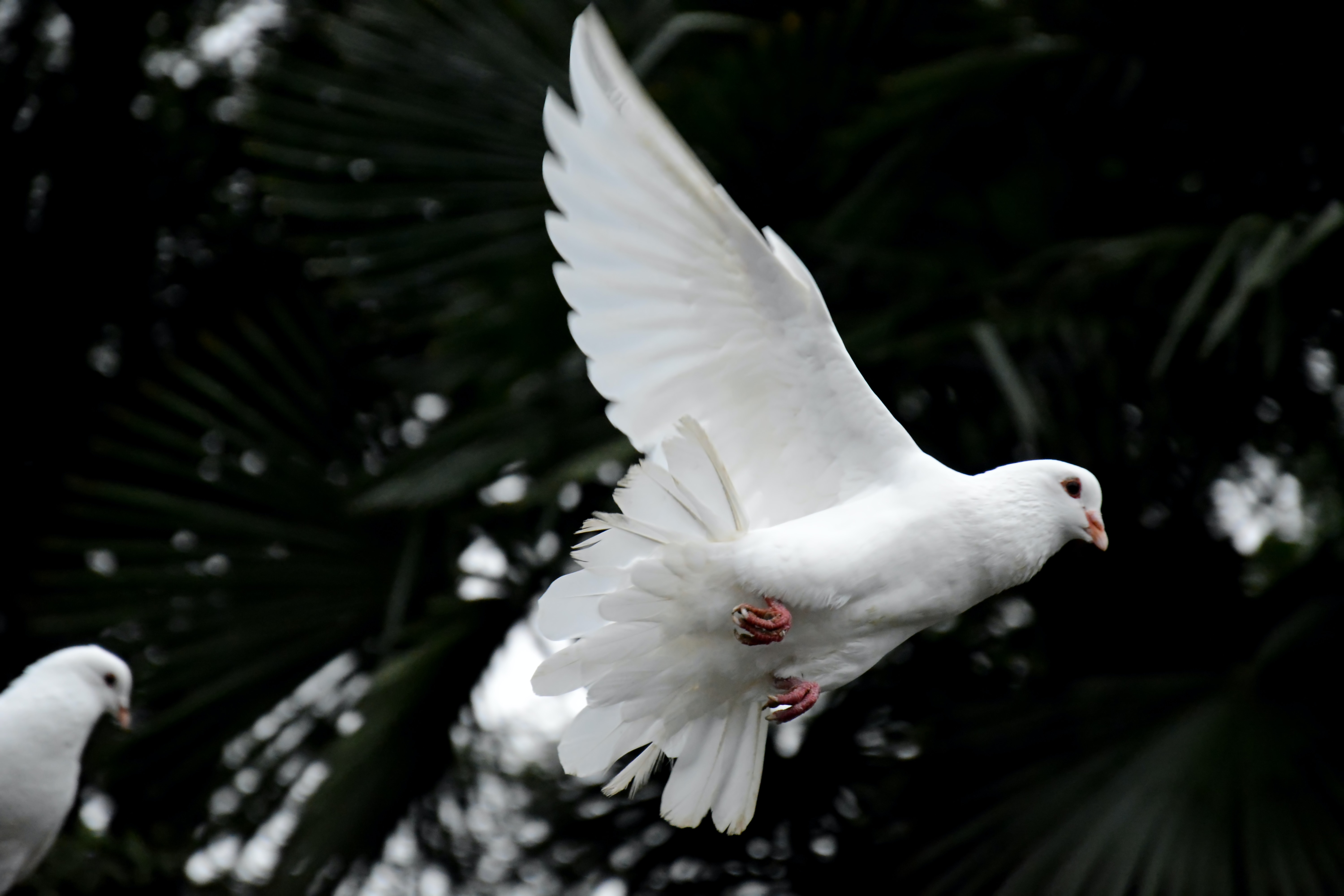 White Dove 1